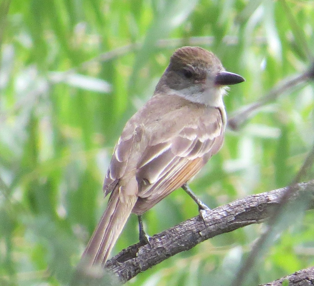 Brown-crested Flycatcher - Ben Sampson