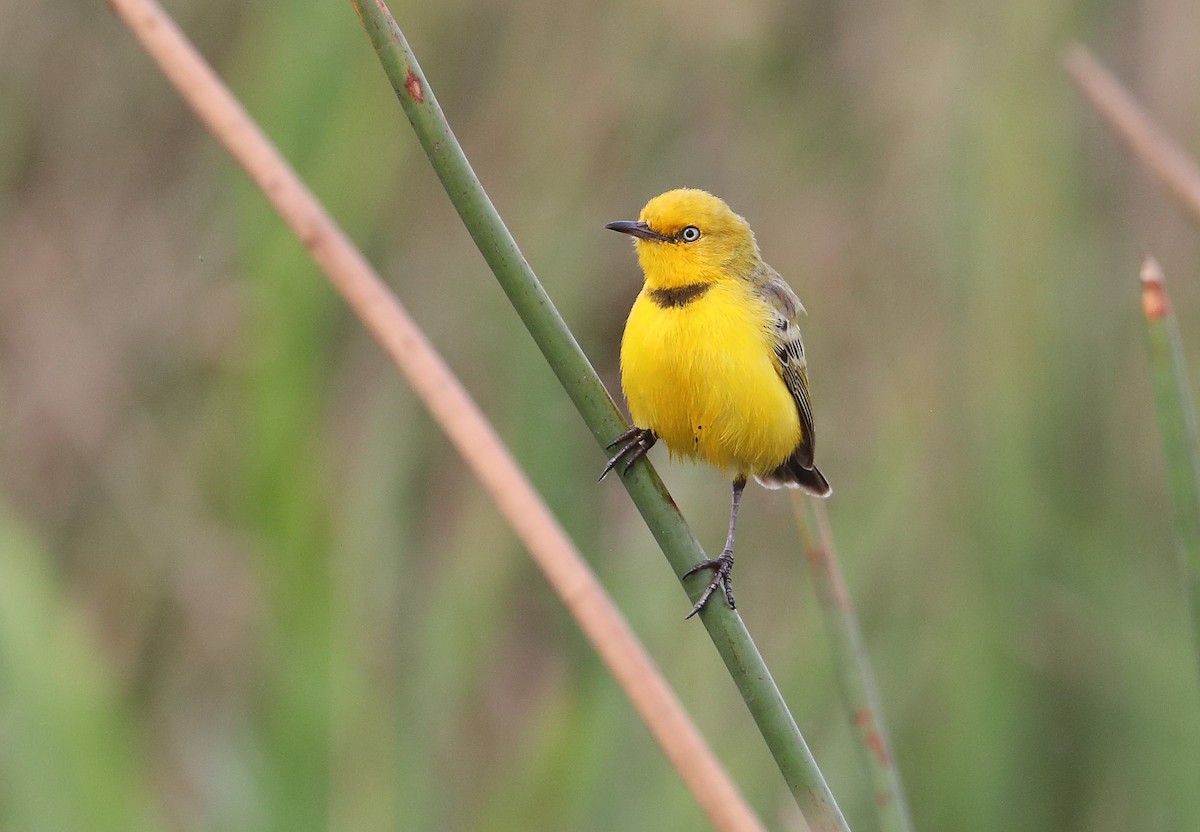 Yellow Chat - ML184444381