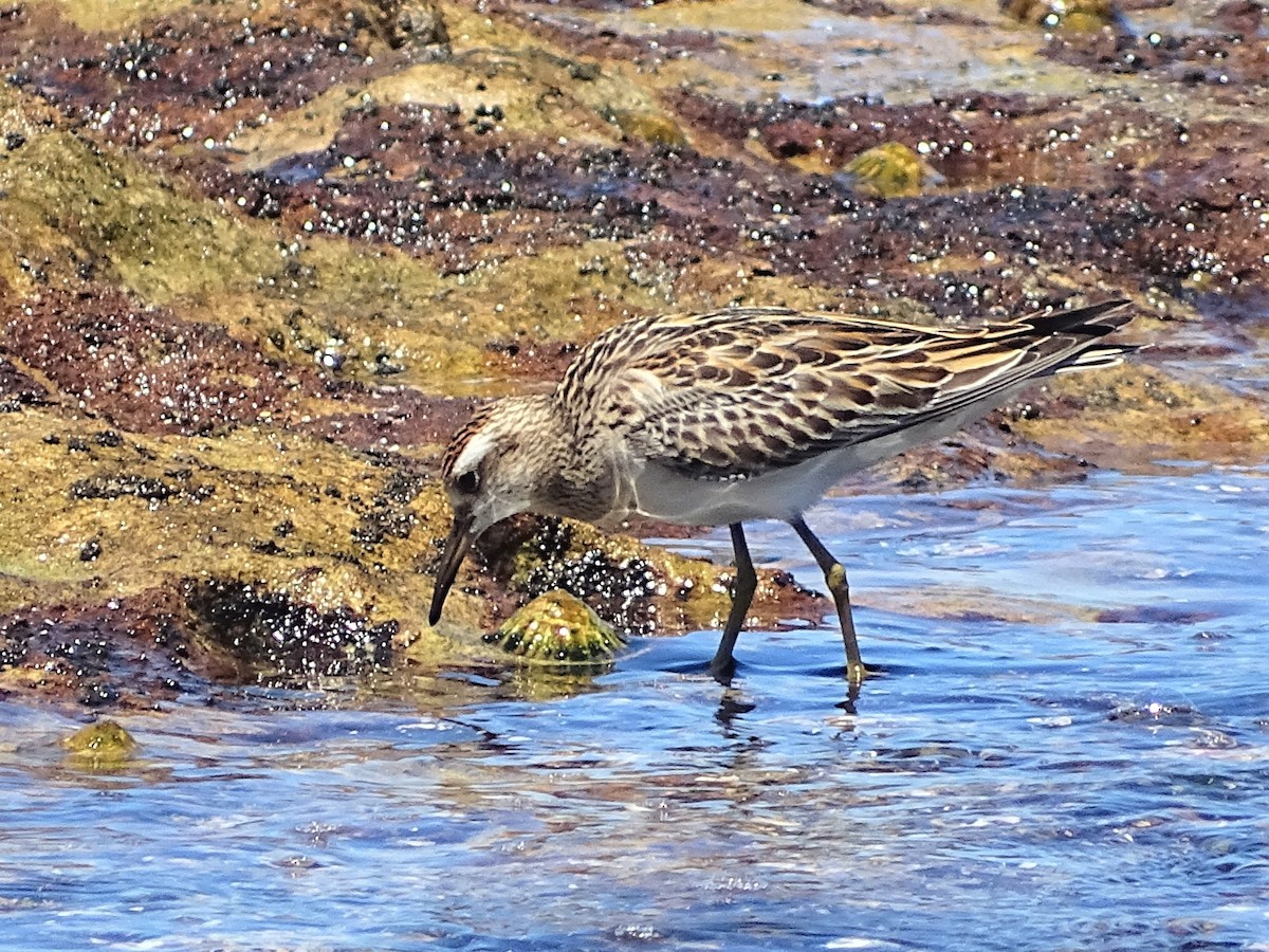 Sharp-tailed Sandpiper - ML184444481