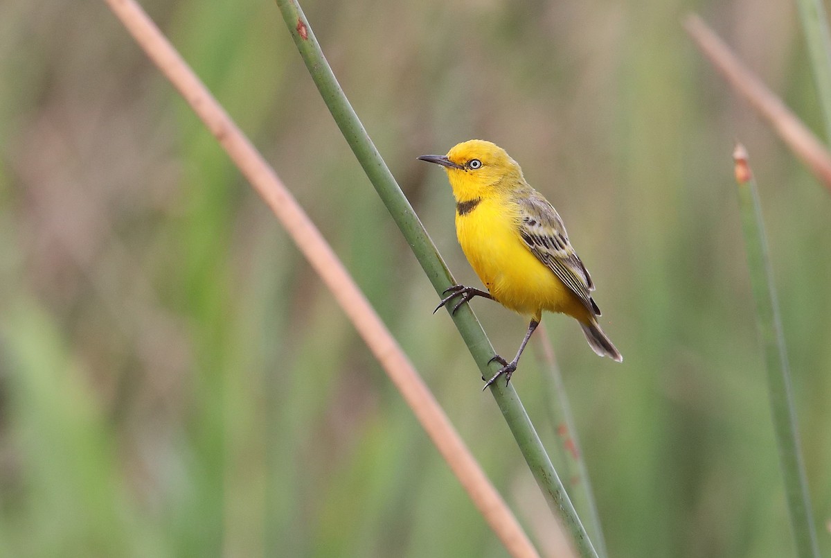 Yellow Chat - ML184444511