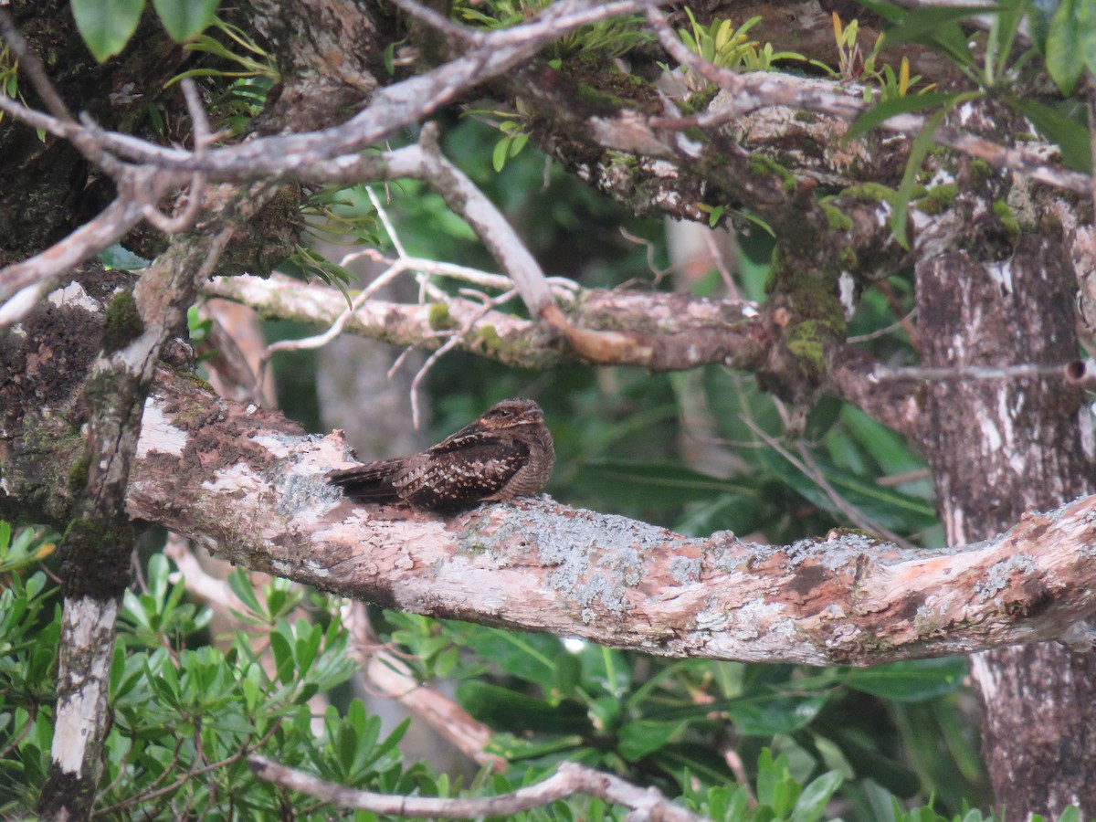 Solomons Nightjar - Phil Gregory | Sicklebill Safaris | www.birder.travel