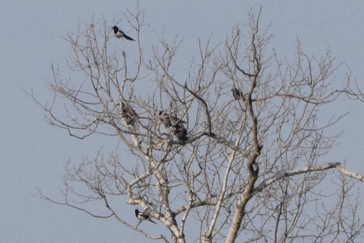 Eurasian Magpie - ML184444721