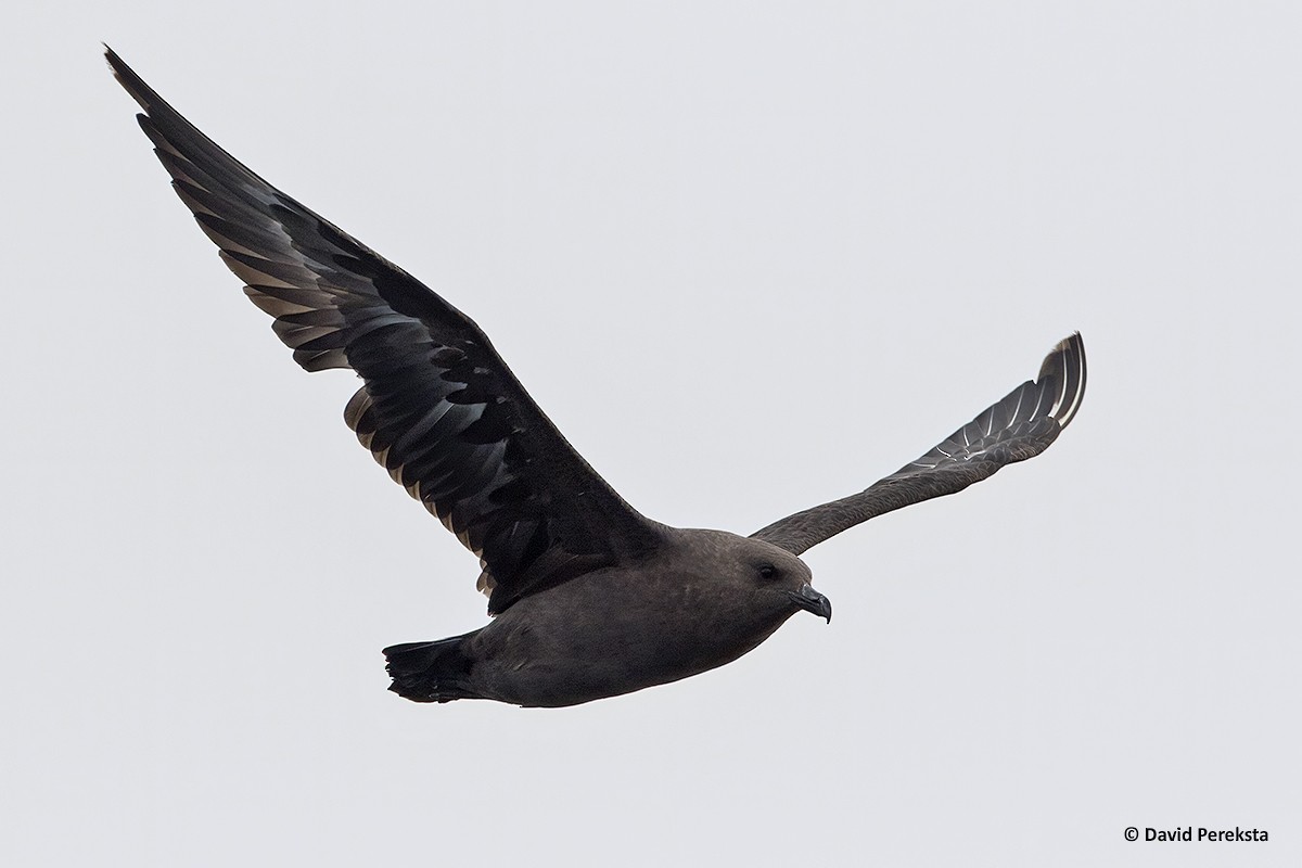 South Polar Skua - ML184445281