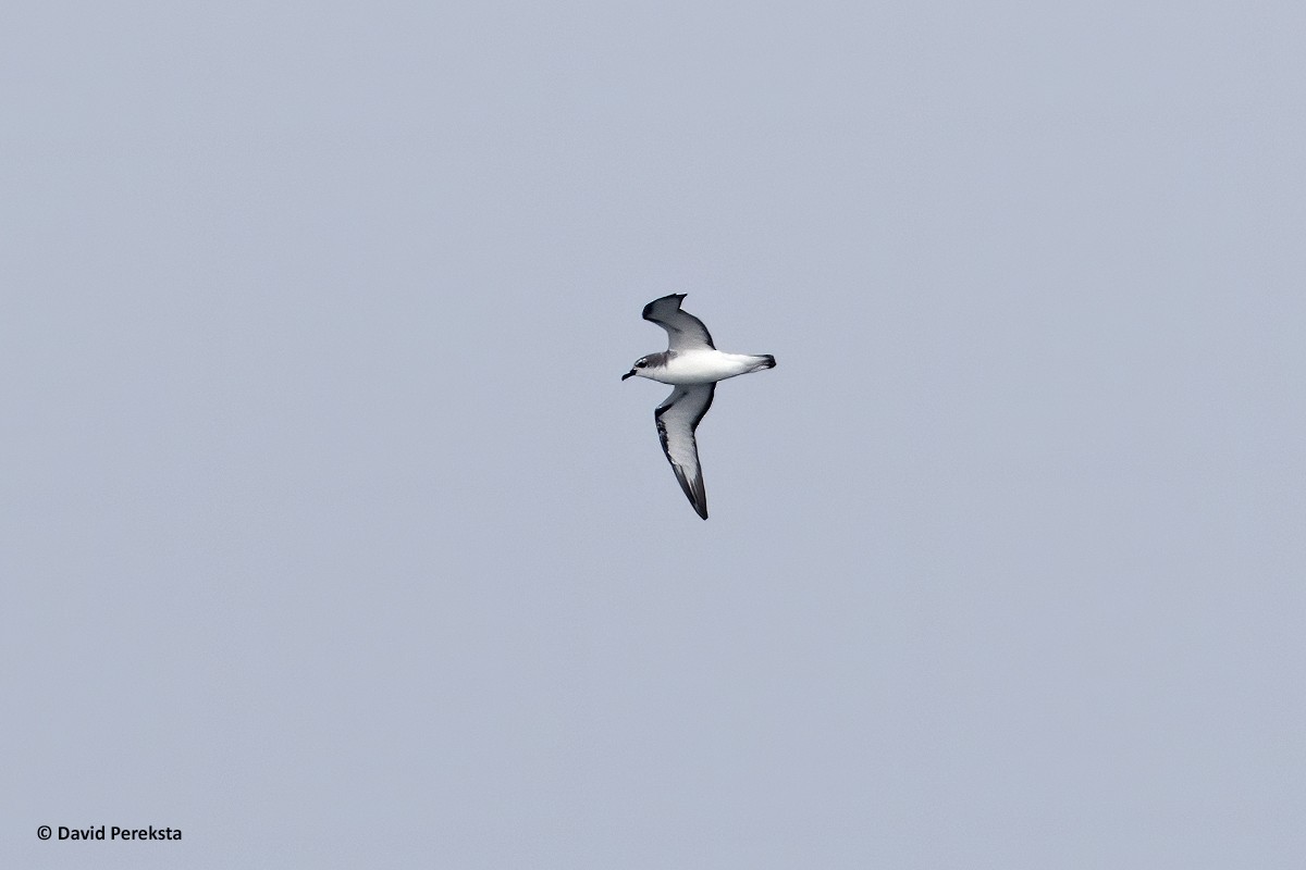 Cook's Petrel - ML184445311