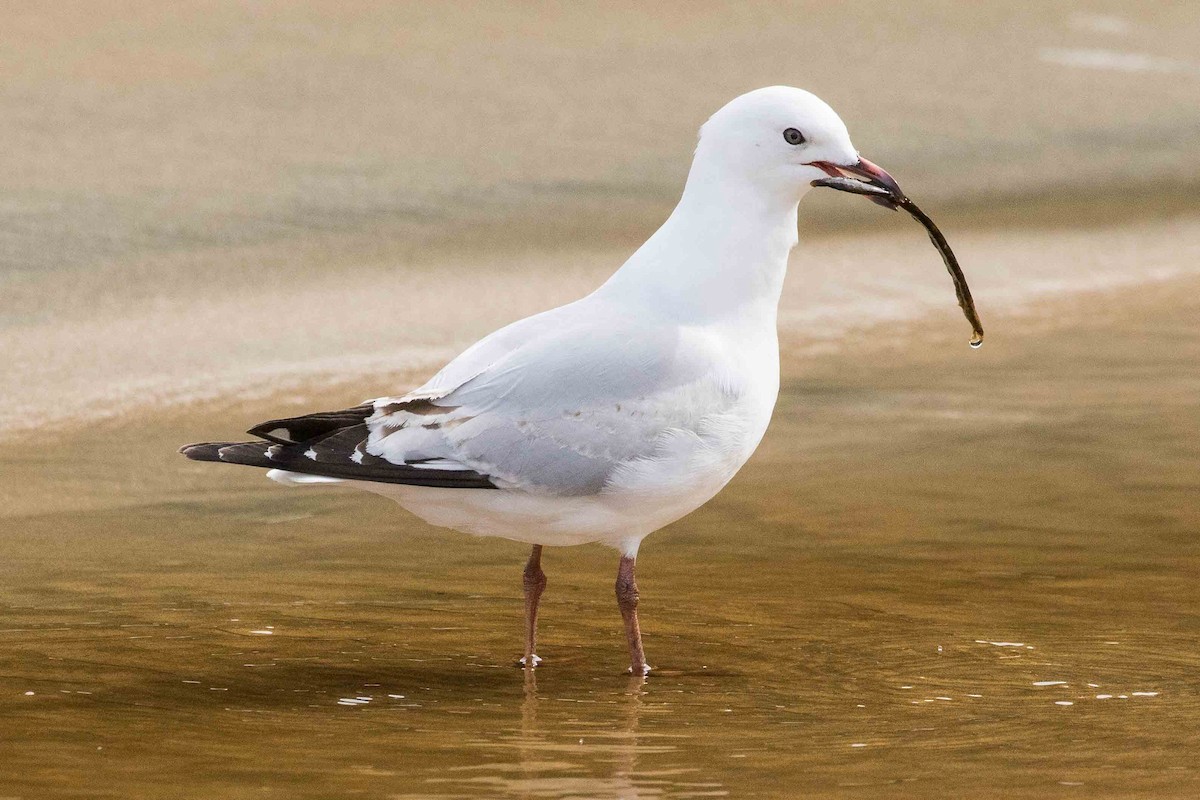 Silver Gull - ML184446931