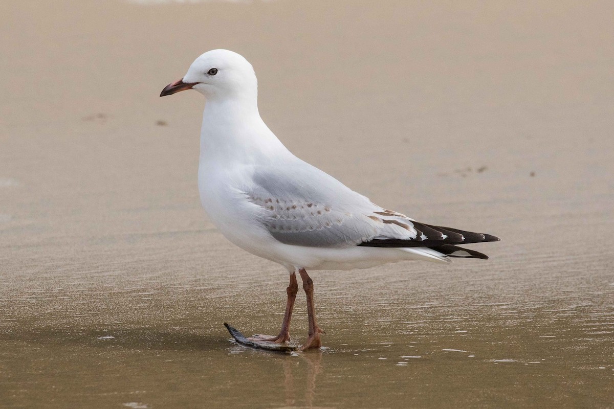 Silver Gull - Eric VanderWerf