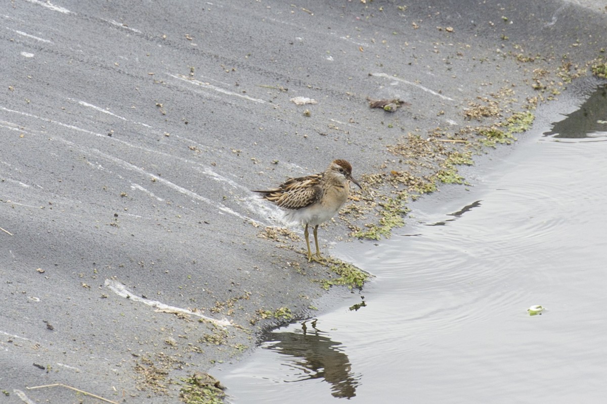 Sharp-tailed Sandpiper - Anthony Gliozzo