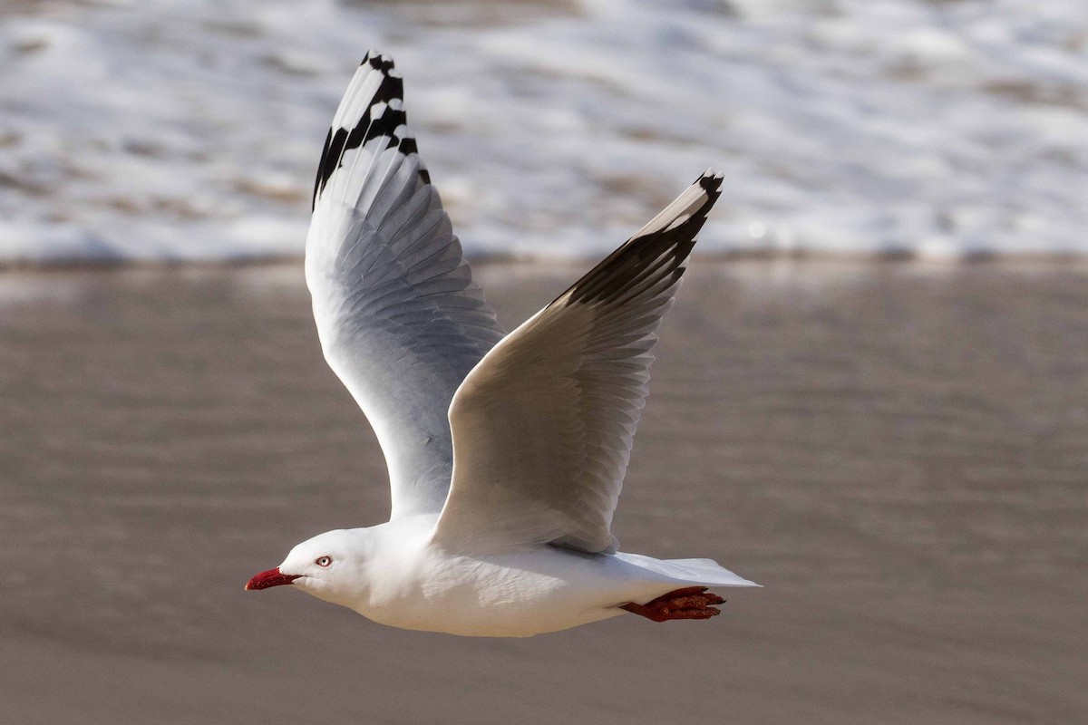 Silver Gull - Eric VanderWerf