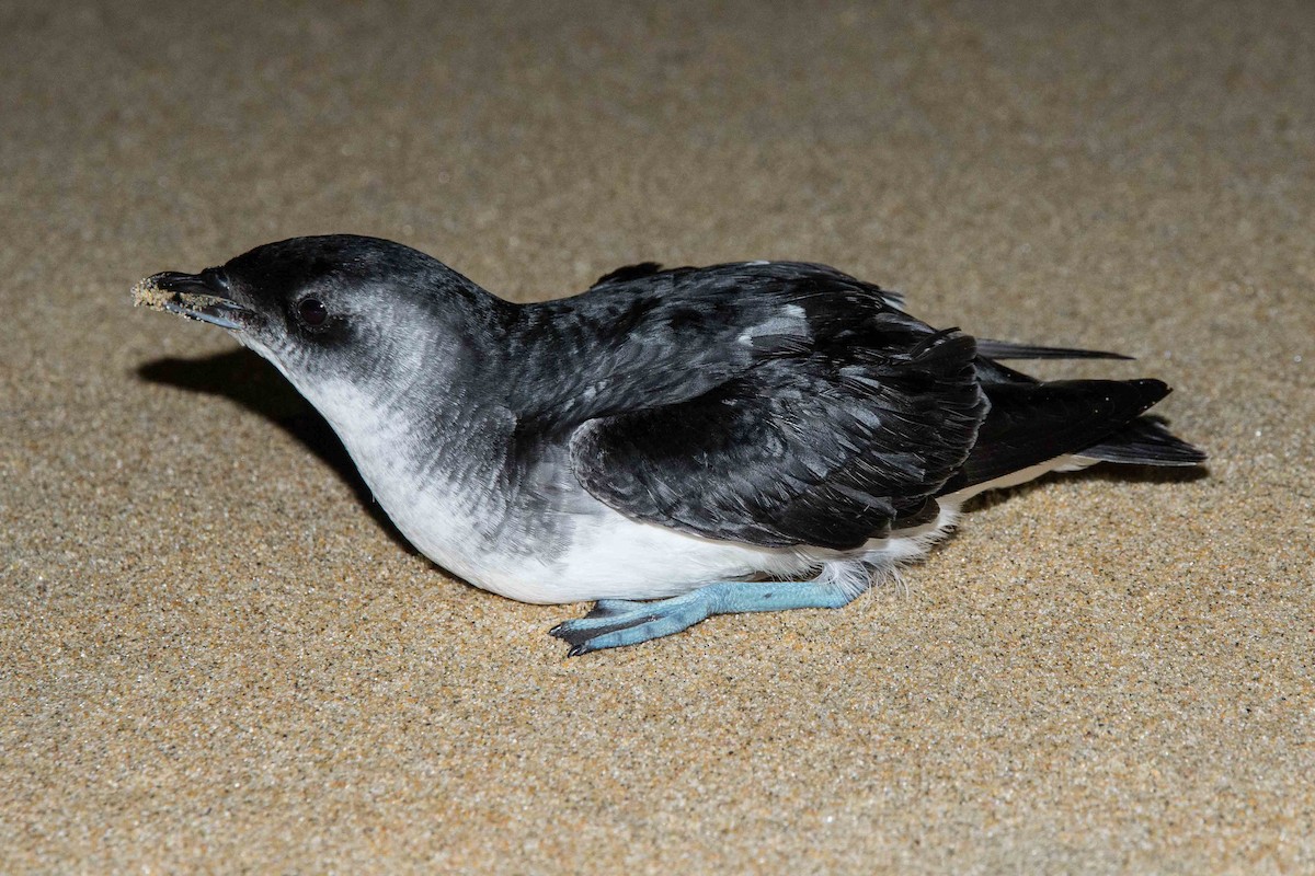 Common Diving-Petrel - Eric VanderWerf