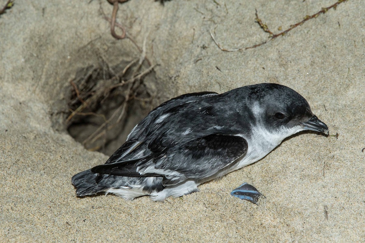 Puffinure de Géorgie du Sud - ML184448471