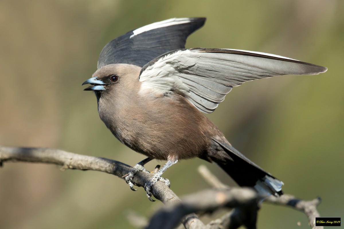 Dusky Woodswallow - ML184448501