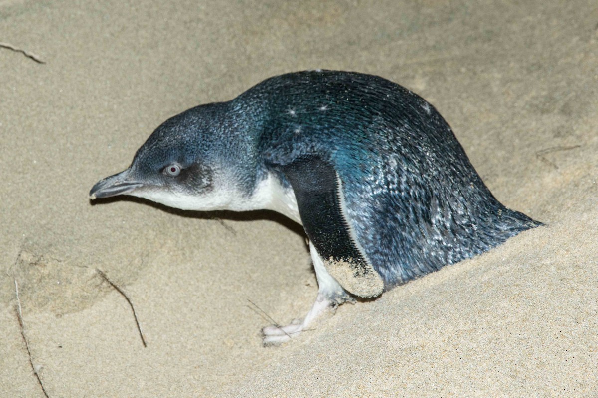 Pingüino Enano - ML184448701