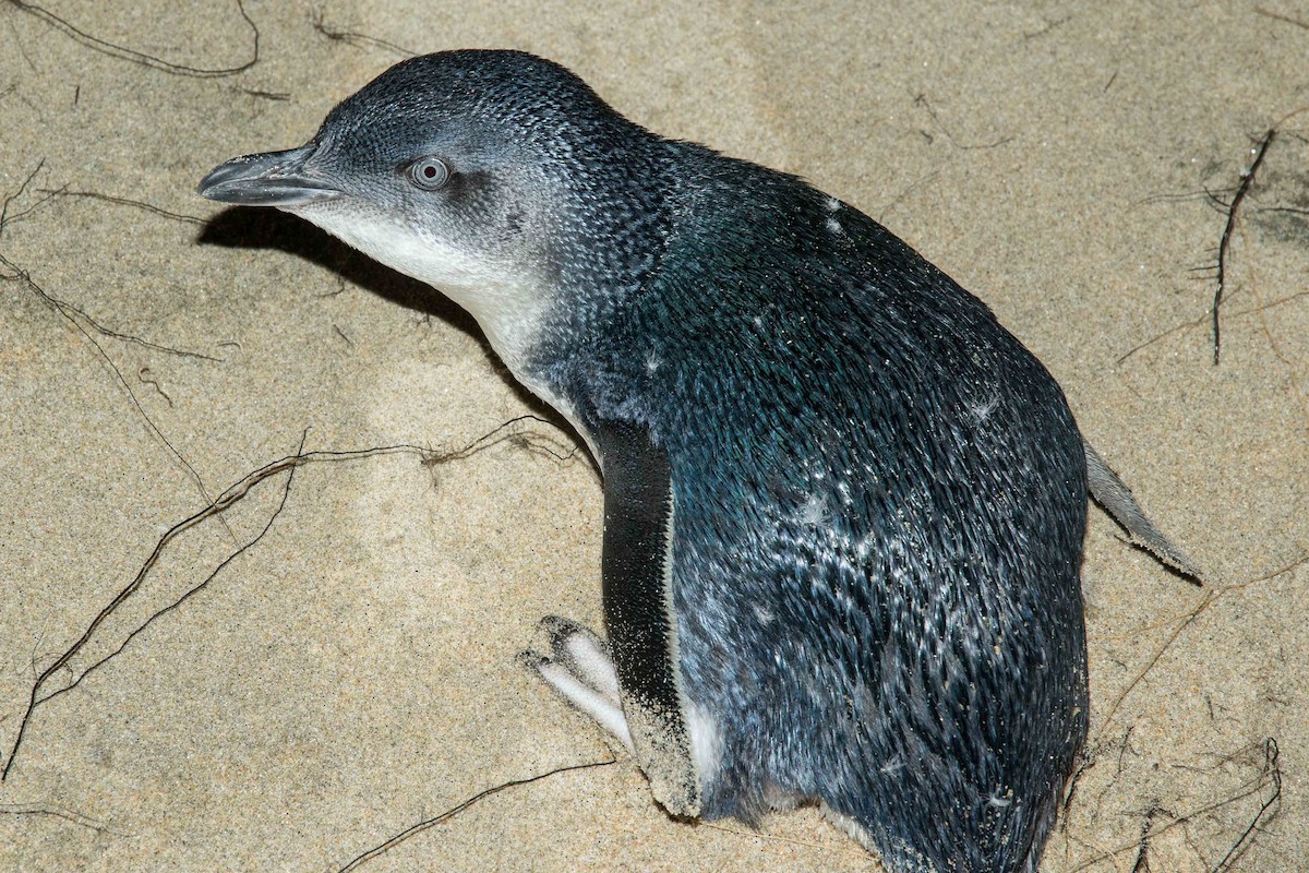 Pingüino Enano - ML184448751