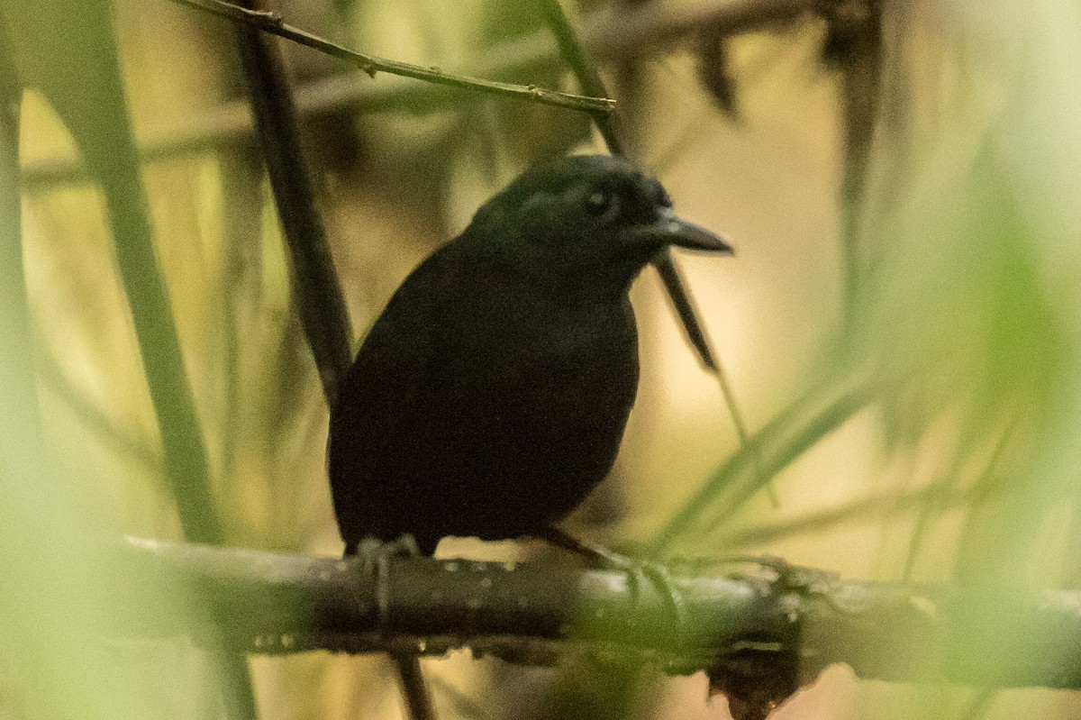 Stub-tailed Antbird - Brad Dawson