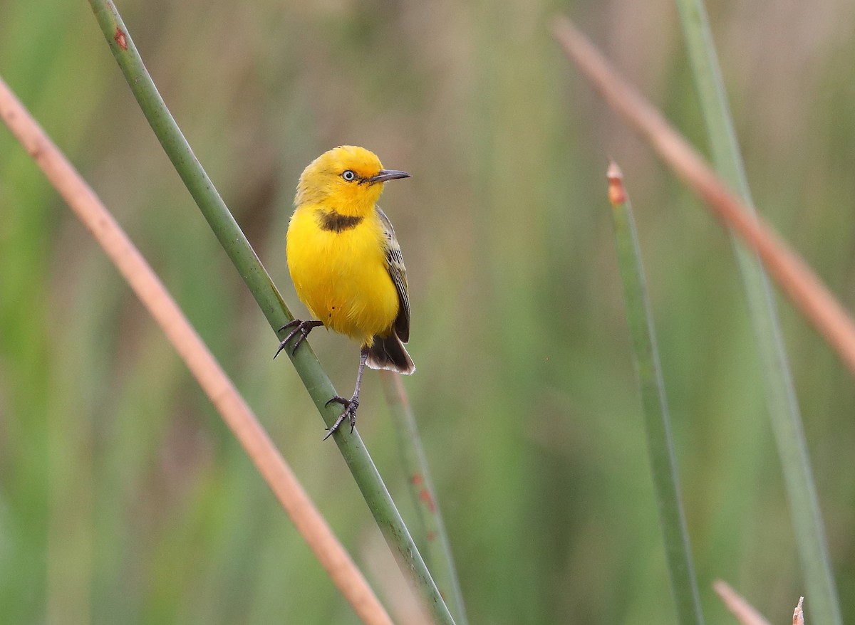 Yellow Chat - ML184449191