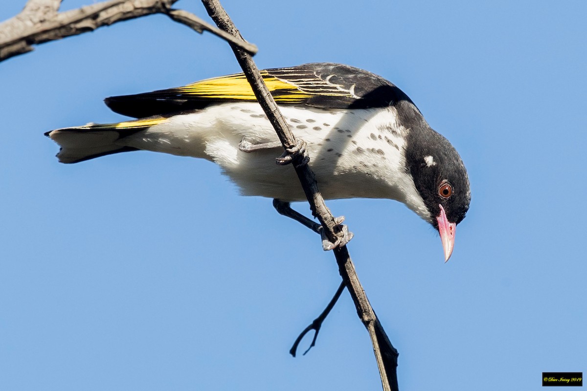 Painted Honeyeater - David Irving