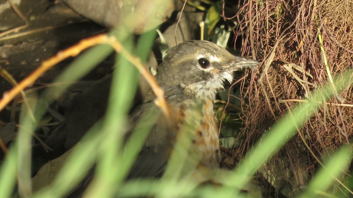 Göçmen Ardıç - ML184450051