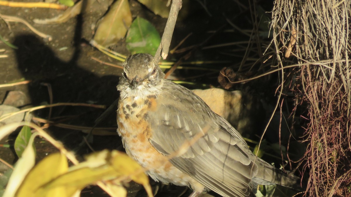 Göçmen Ardıç - ML184450061