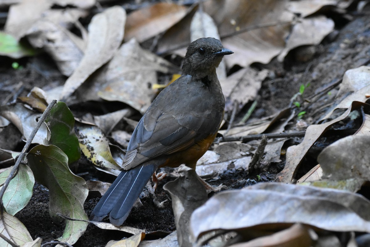 White-tailed Ant-Thrush - Santiago Caballero Carrera