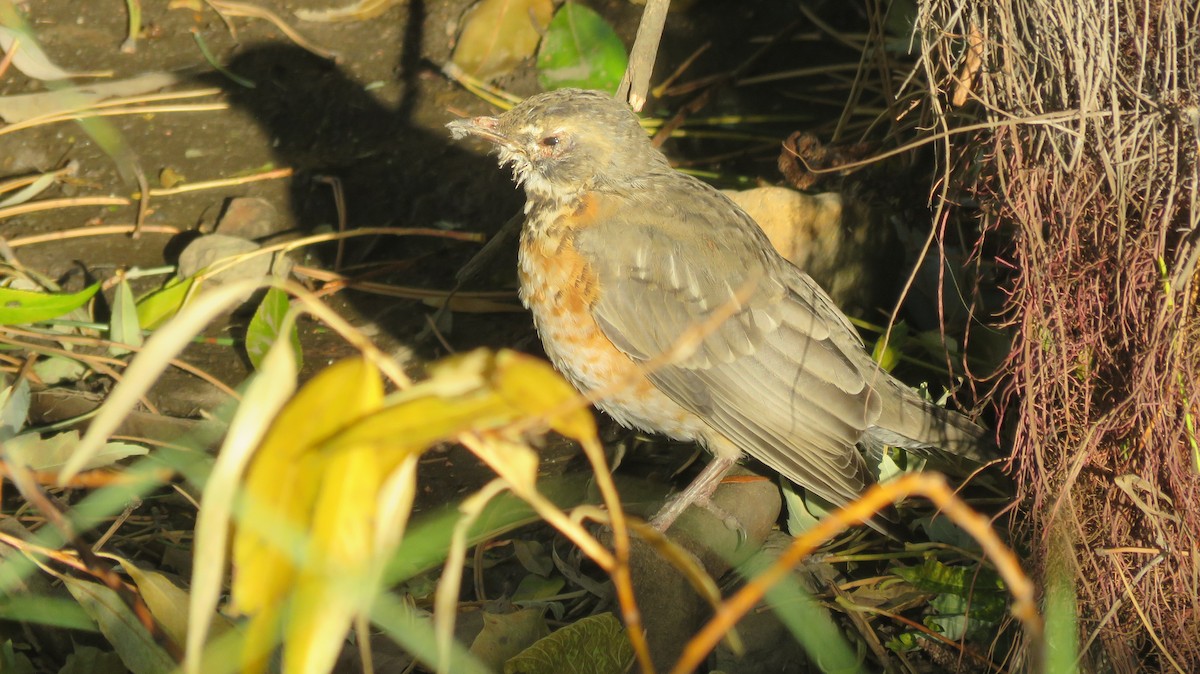 Göçmen Ardıç - ML184450081