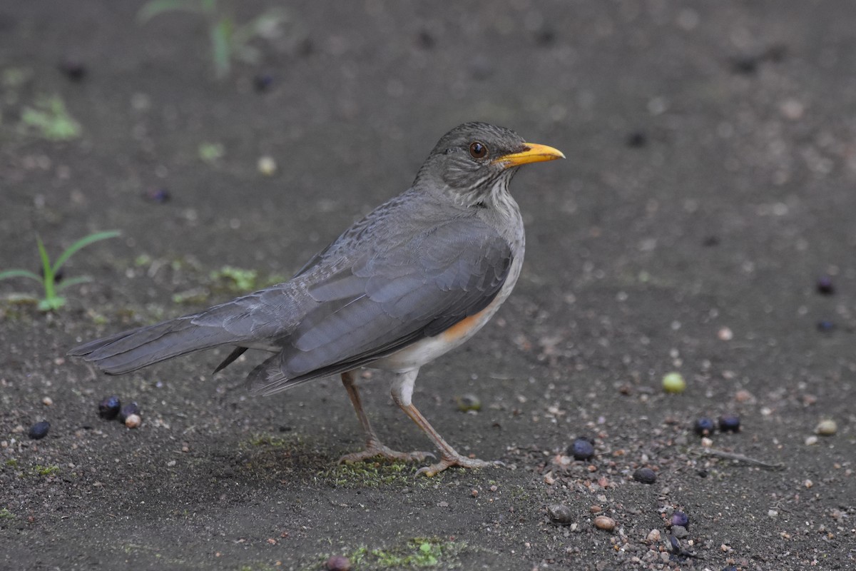 African Thrush - ML184450091