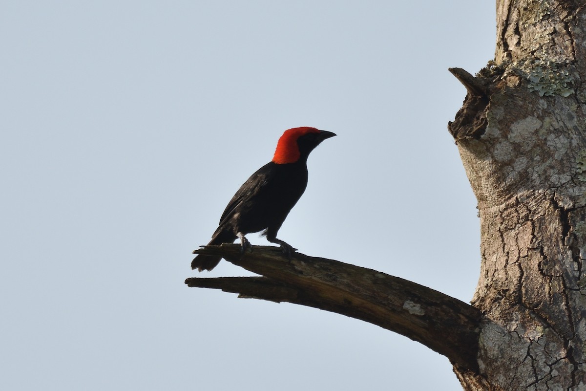 Red-headed Malimbe - ML184450111