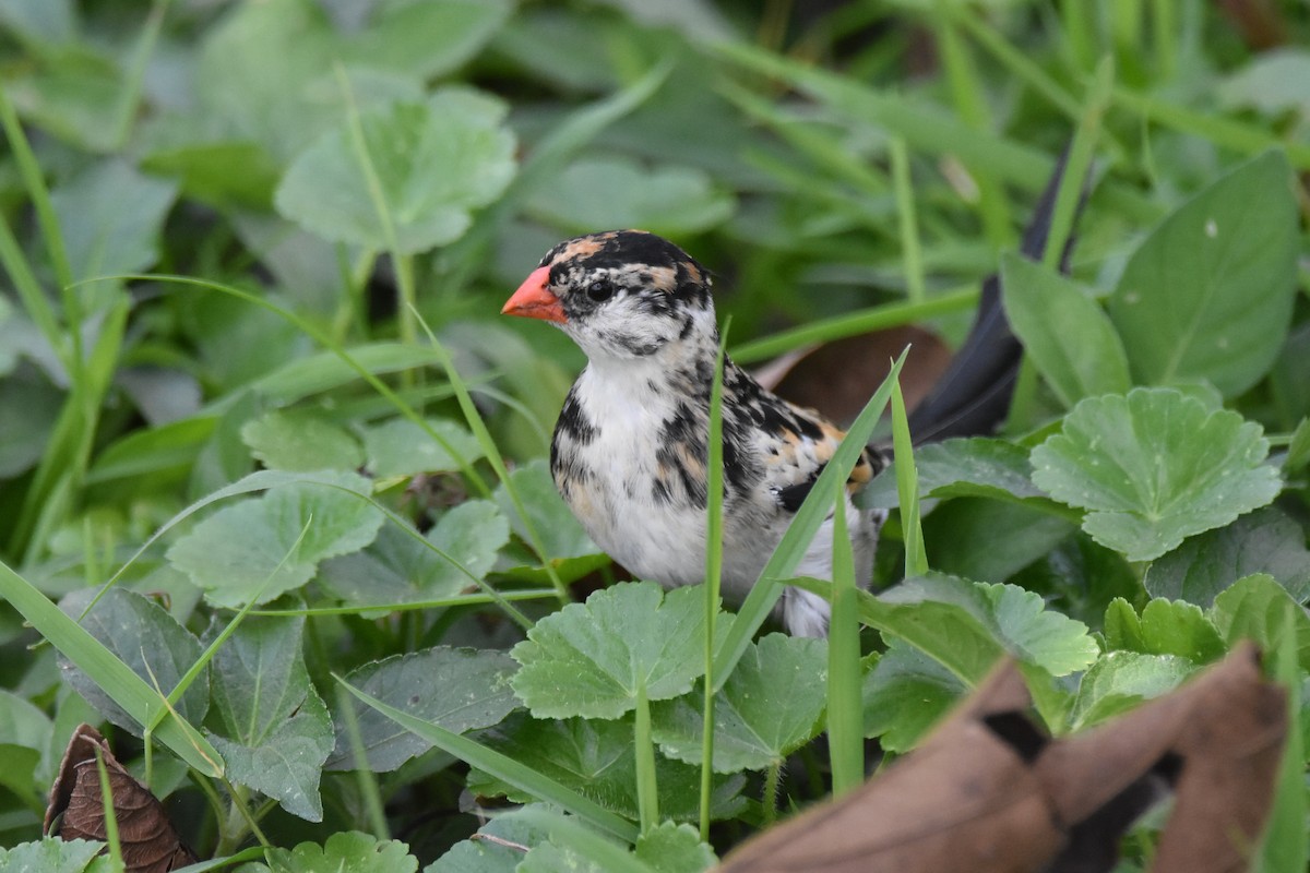 Pin-tailed Whydah - ML184450221