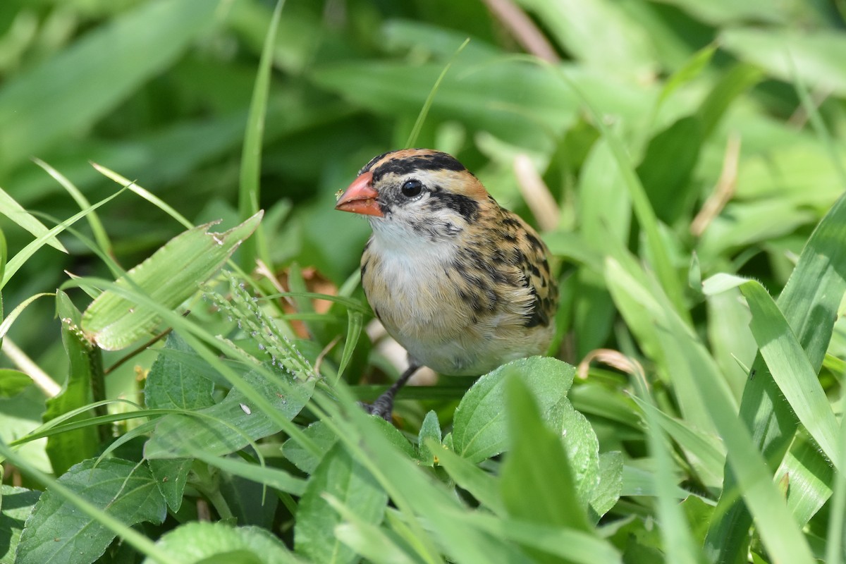 Pin-tailed Whydah - ML184450271