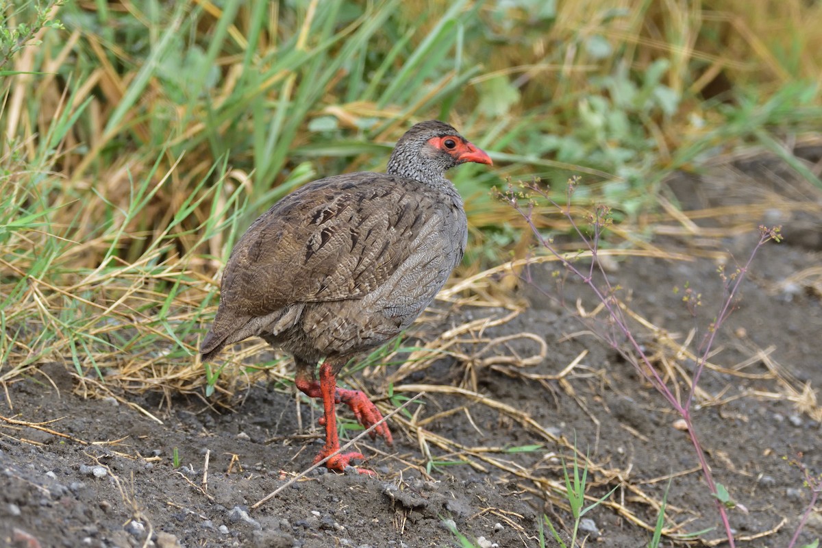 Red-necked Spurfowl - ML184450361