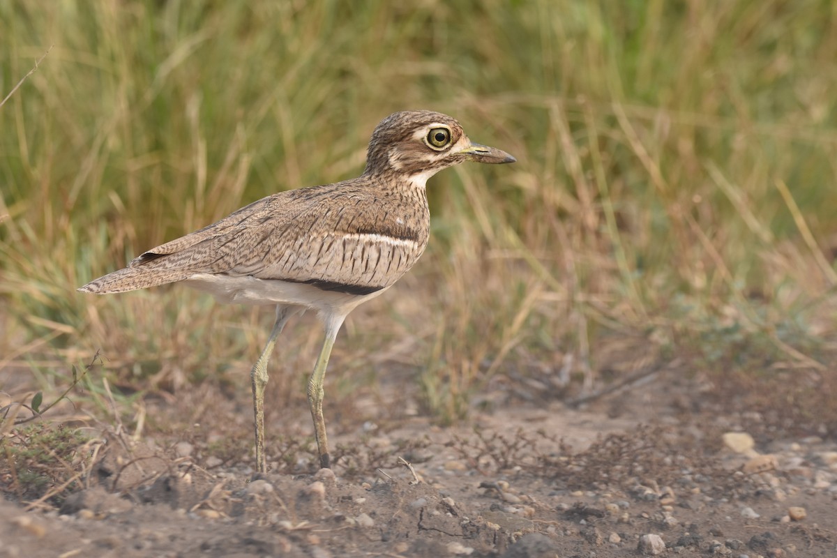 Water Thick-knee - Santiago Caballero Carrera