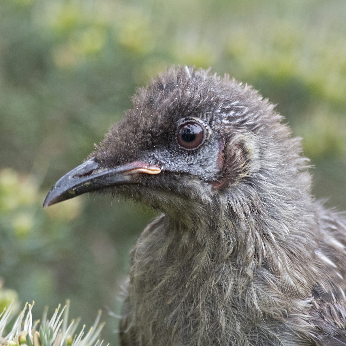 Red Wattlebird - ML184450831