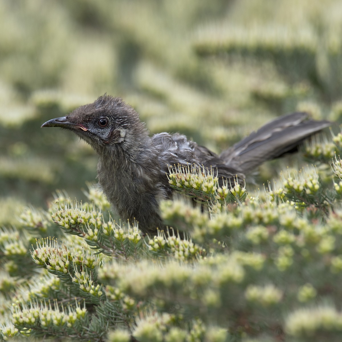 Red Wattlebird - ML184450871