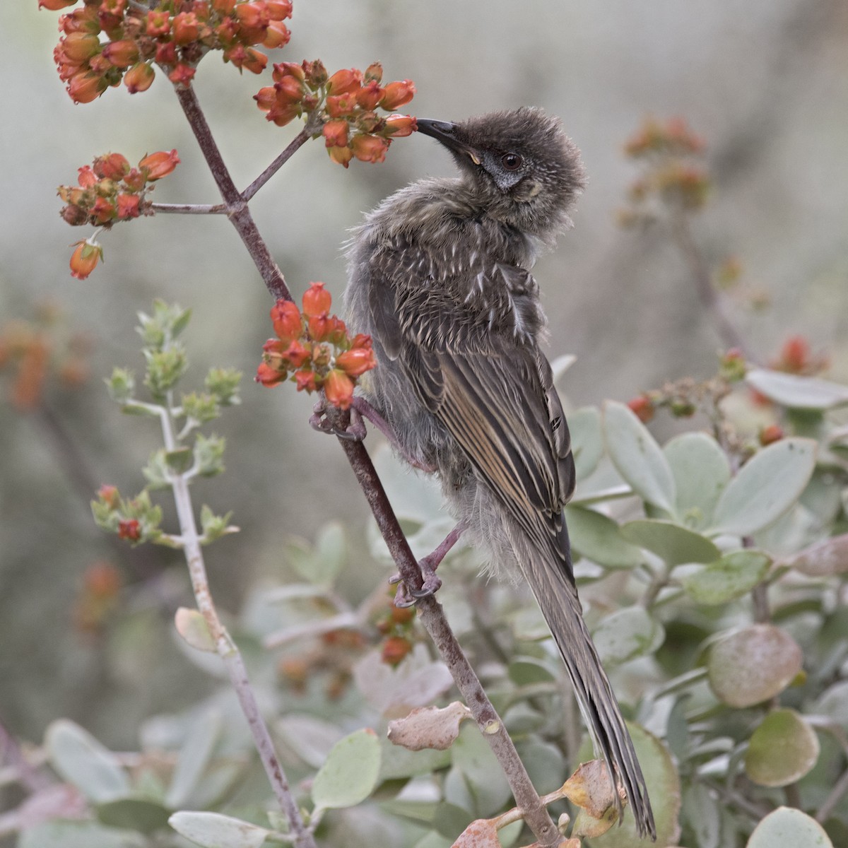 Red Wattlebird - ML184451351