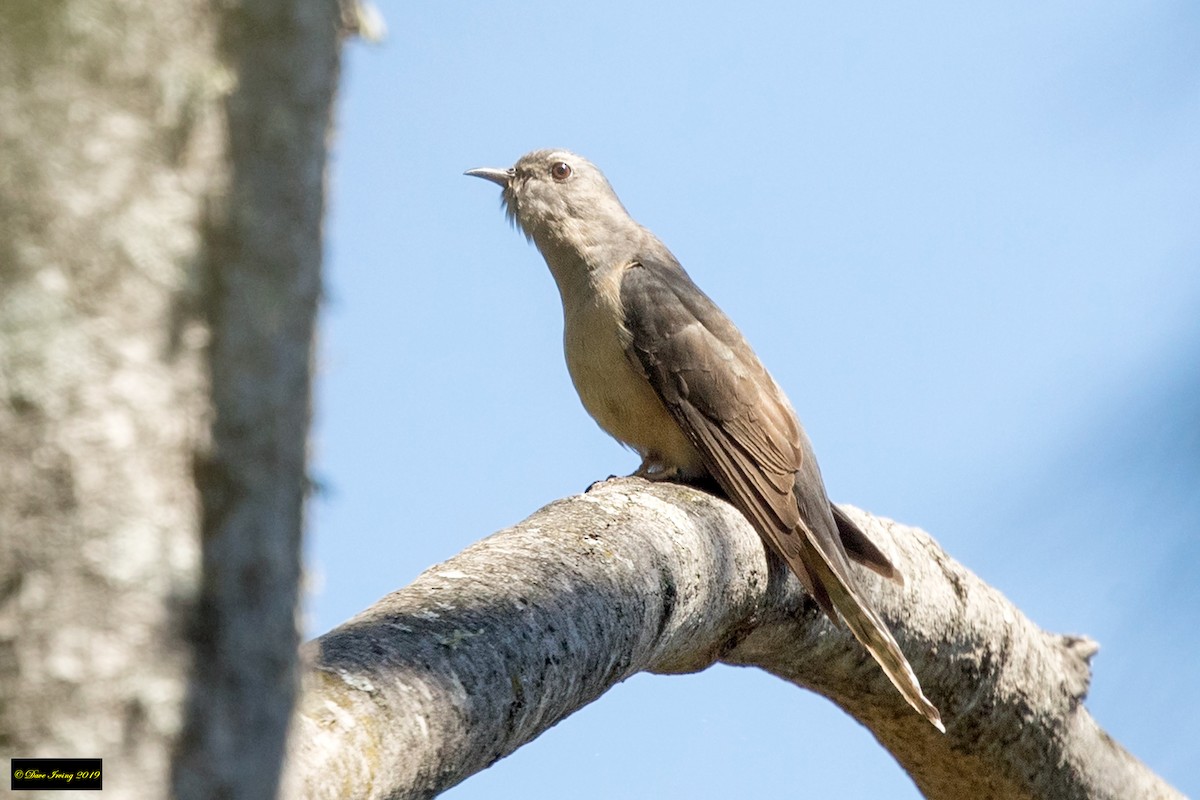 Sahul Brush Cuckoo - David Irving