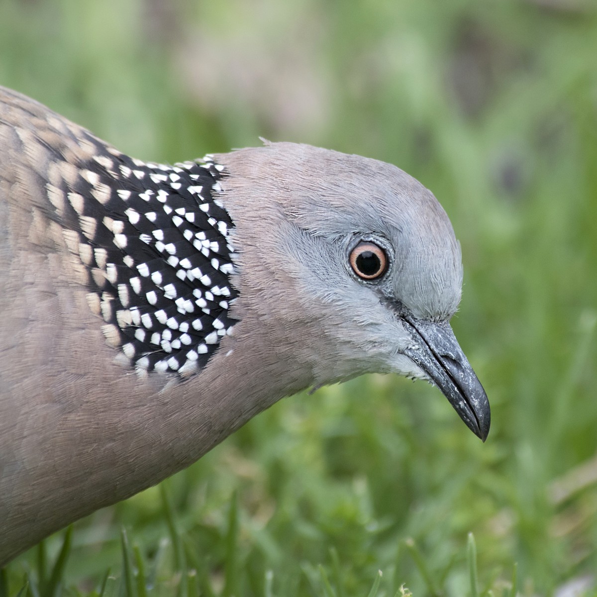 珠頸斑鳩 - ML184452721