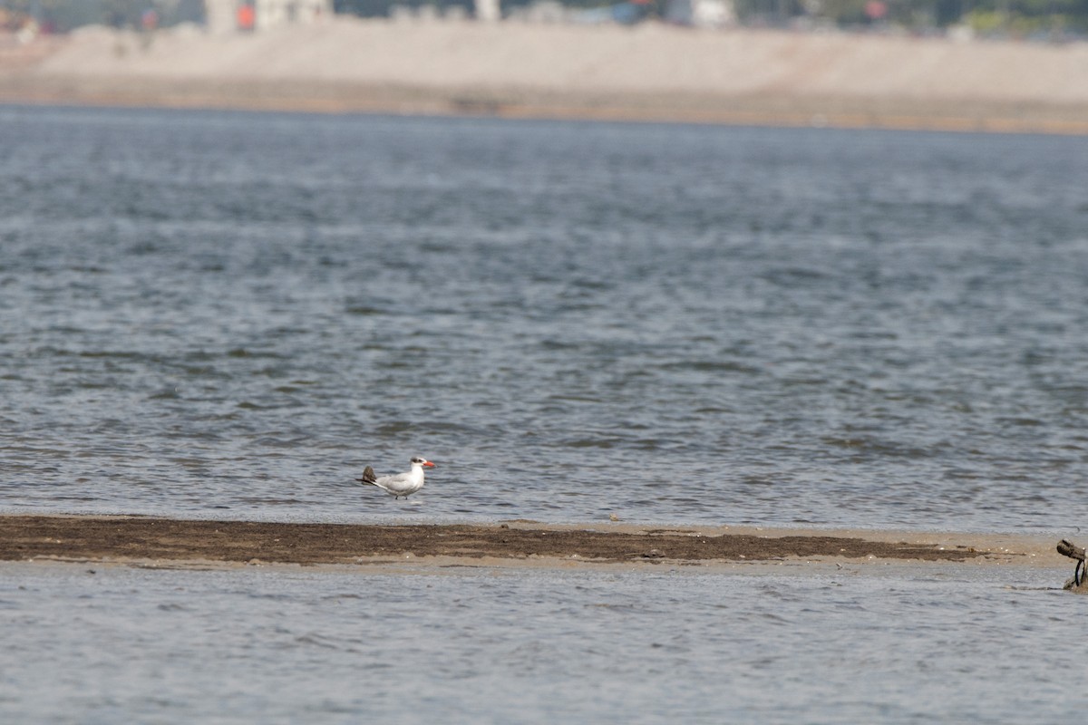 Caspian Tern - ML184453111