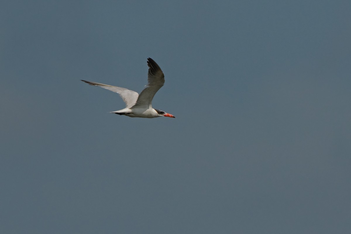 Caspian Tern - ML184453191