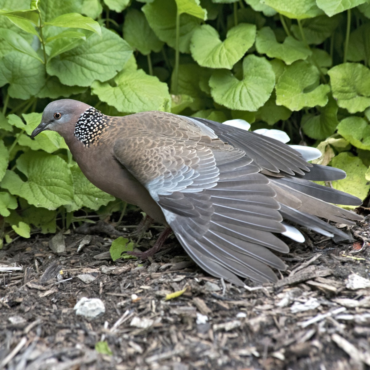 Spotted Dove - Dan Forster