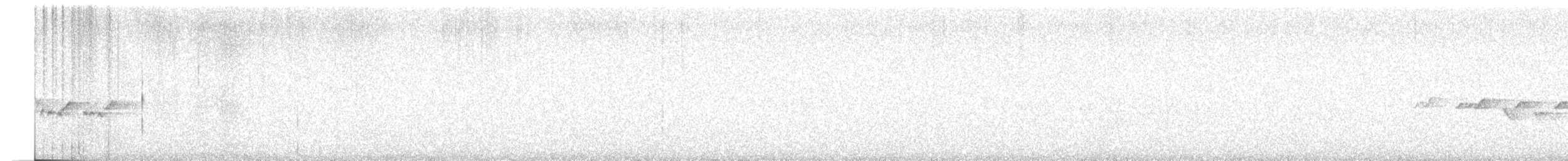 maoriflueskvett (macrocephala gr.) - ML184453661