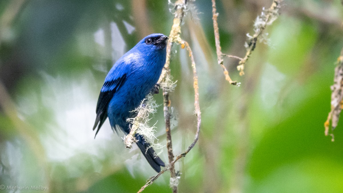 Blue-and-black Tanager - Mathurin Malby