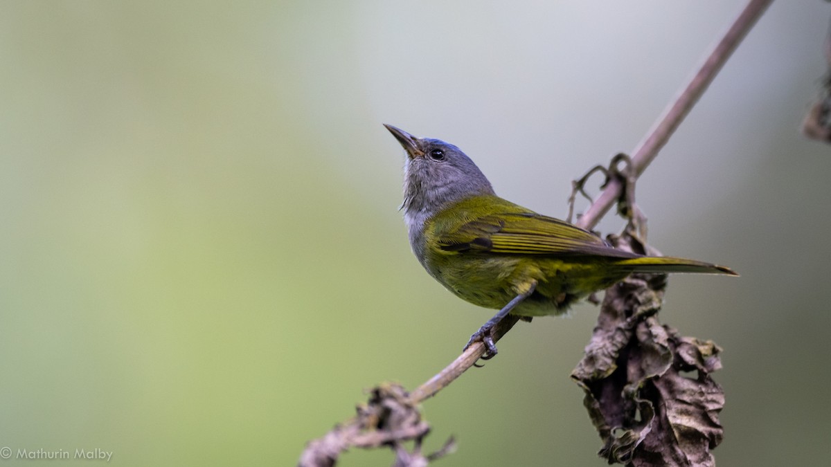 Capped Conebill - Mathurin Malby