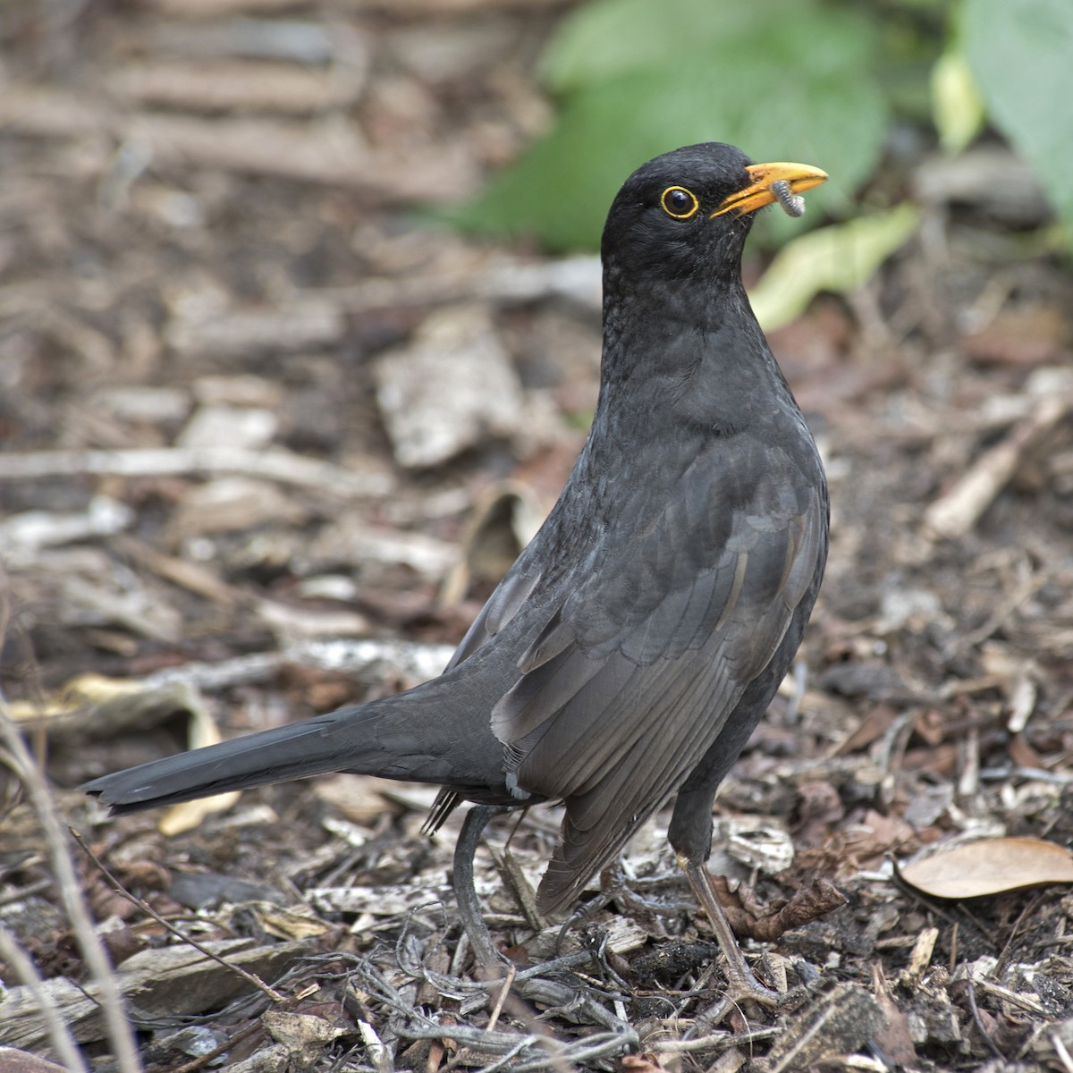 Eurasian Blackbird - ML184454191