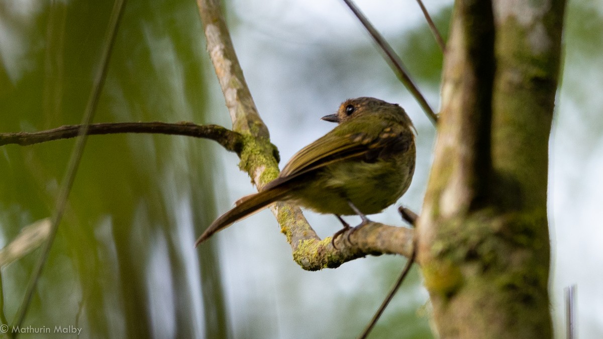 Rufous-breasted Flycatcher - ML184454321