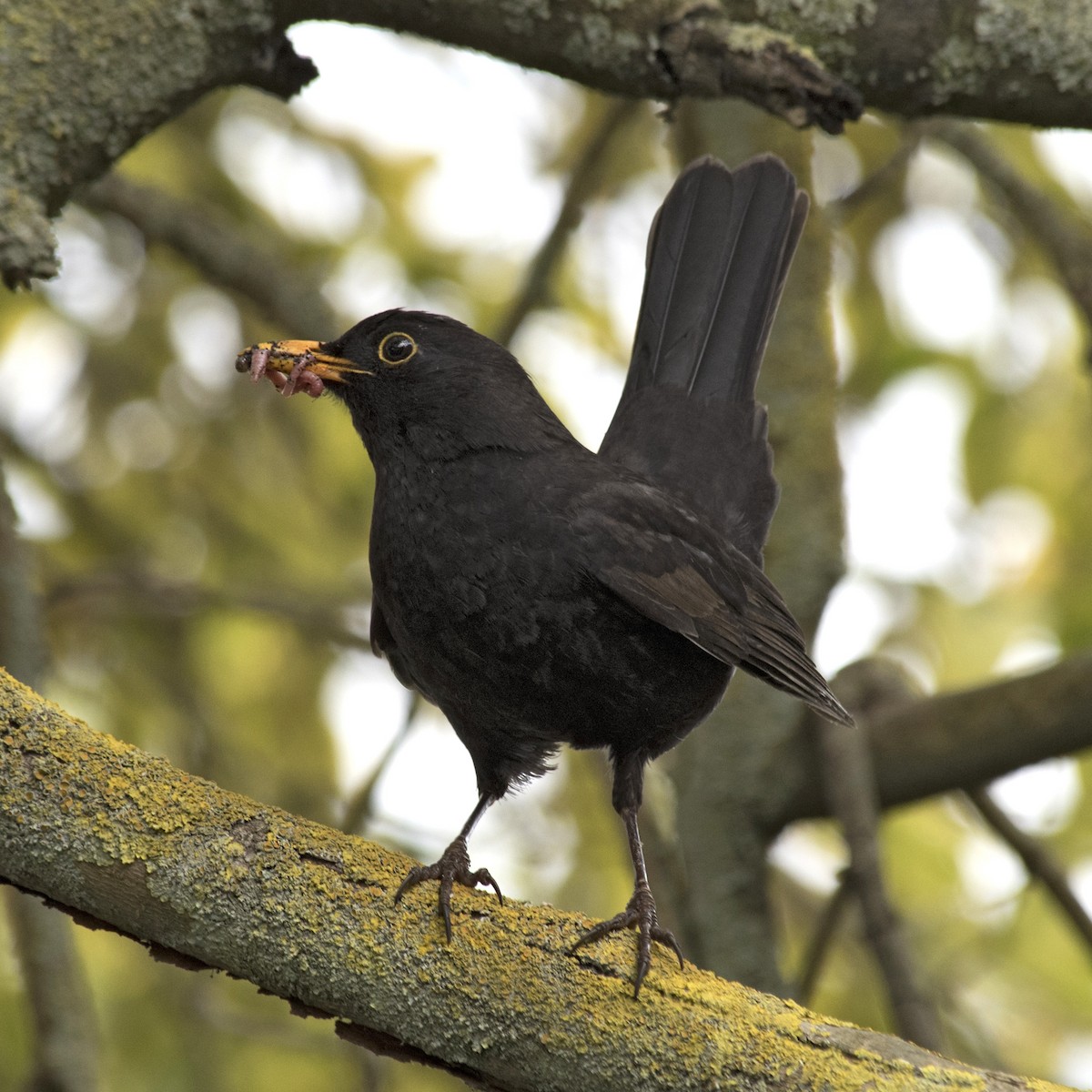 Eurasian Blackbird - ML184454461