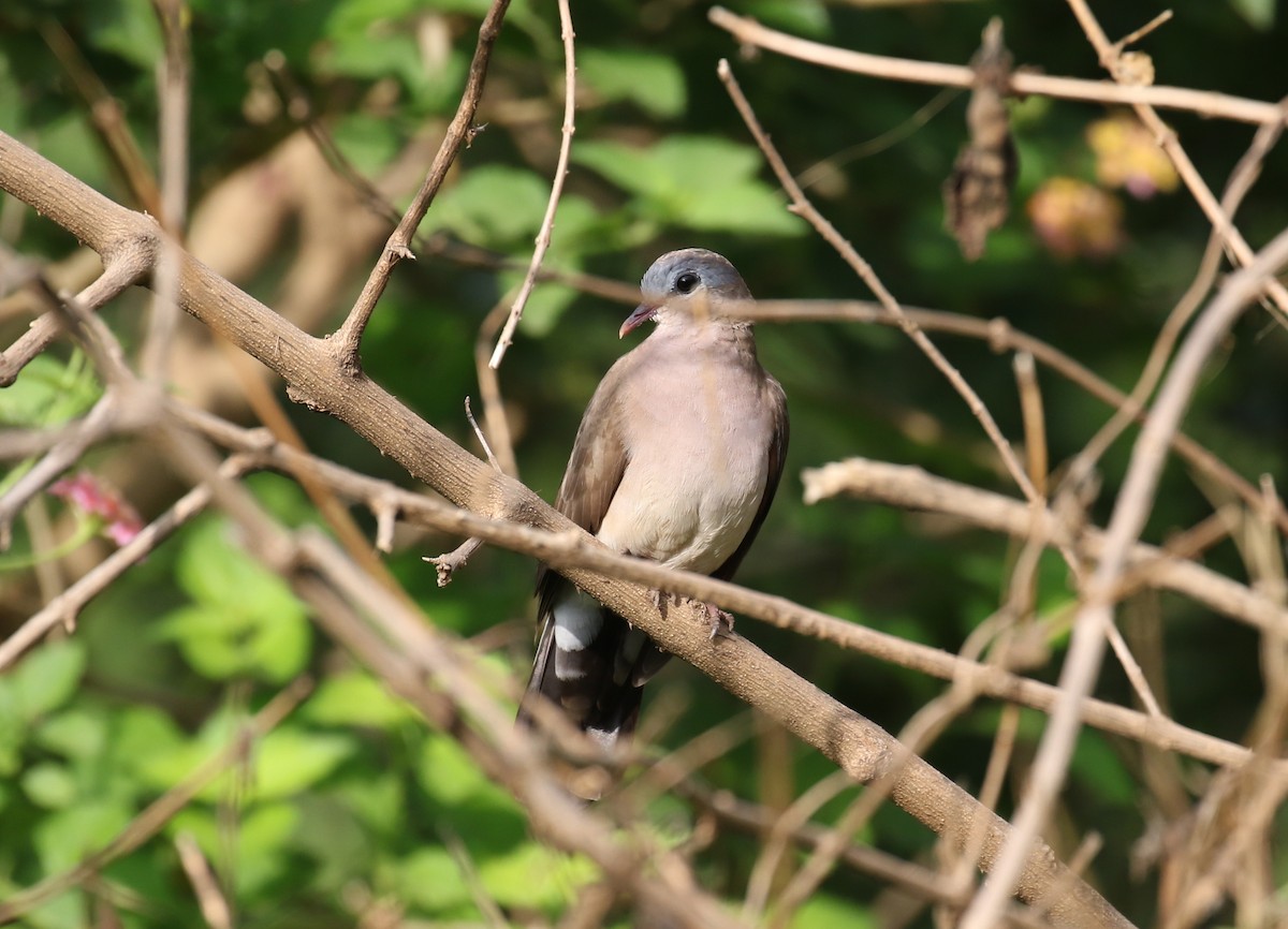 Blue-spotted Wood-Dove - ML184455201