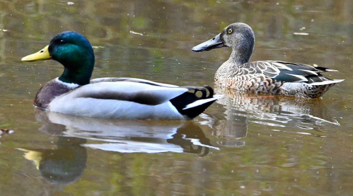 Northern Shoveler - ML184456541