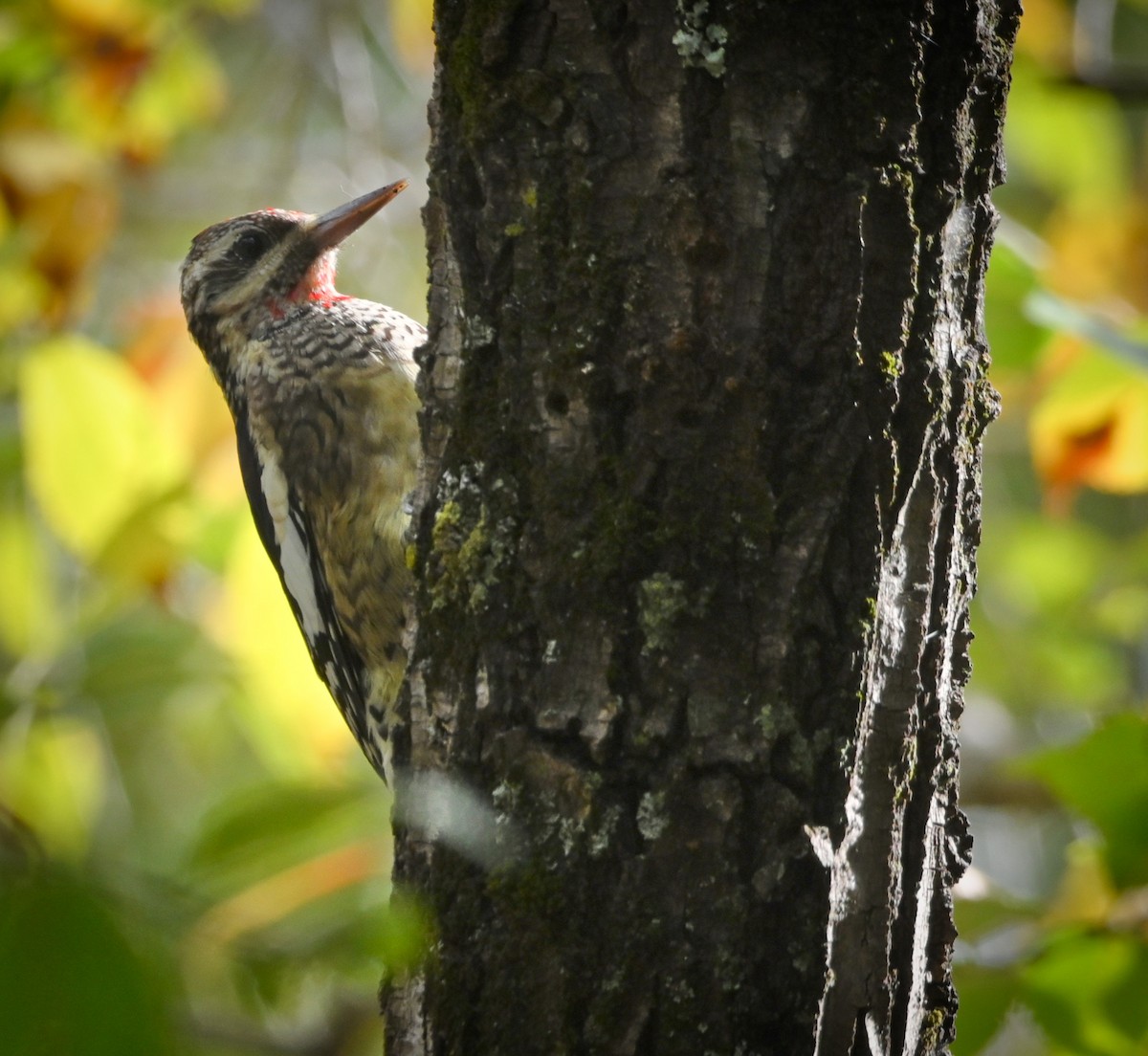 Yellow-bellied Sapsucker - ML184456881