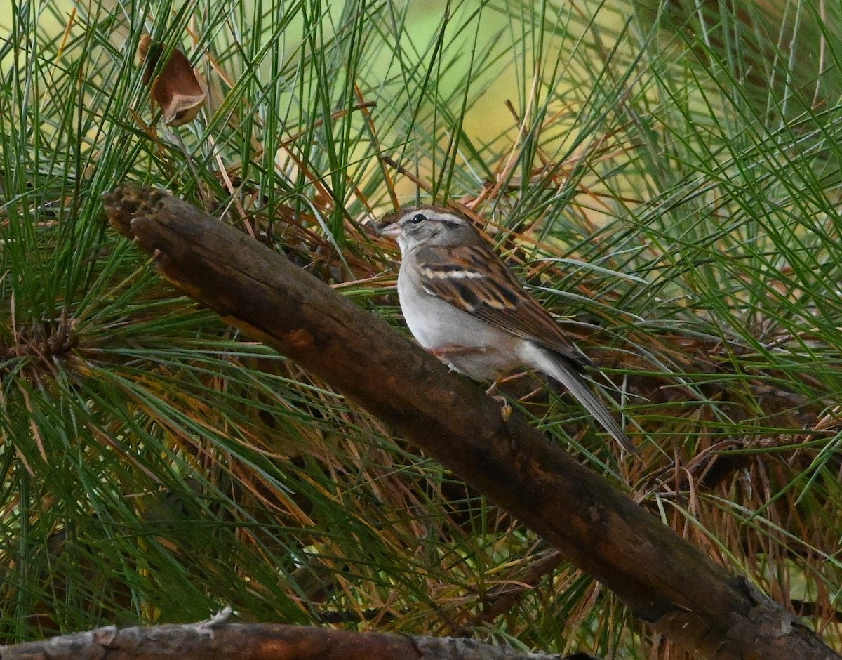 Chipping Sparrow - ML184456981