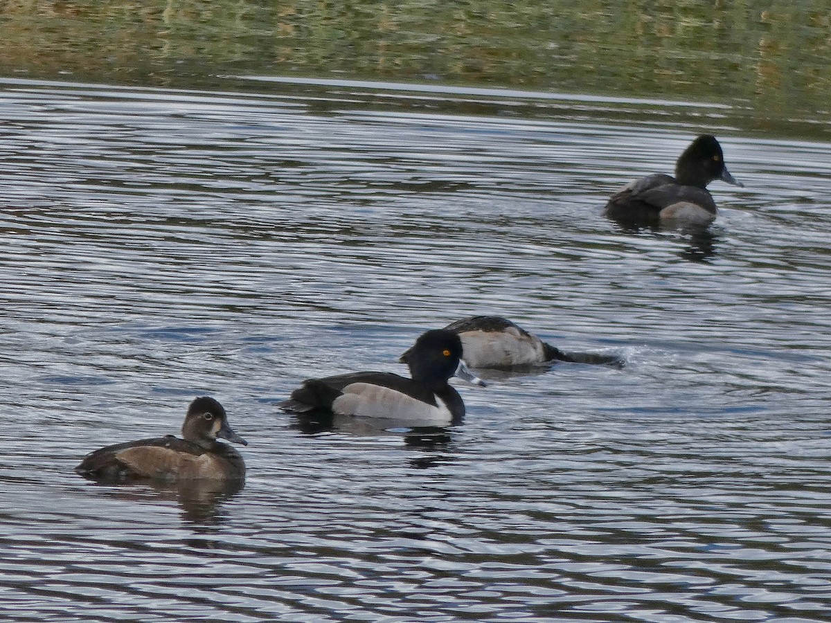 Ring-necked Duck - ML184457651