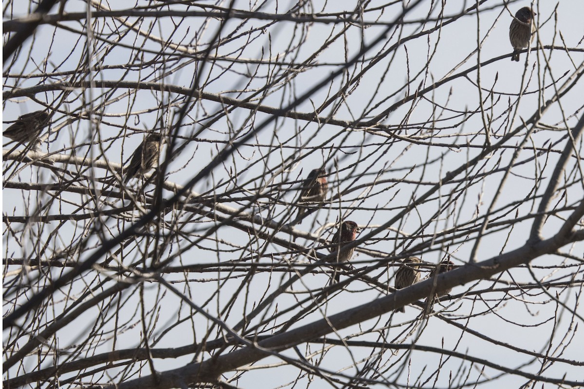 House Finch - ML184457801